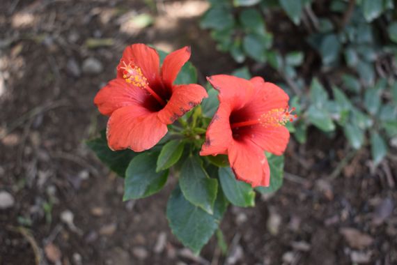 Solerantonio2 en Hamelin: Flora  (Almería), Hibiscus rosa-sinensis, Planta