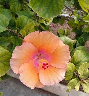 Solerantonio2 en Hamelin: Flora  (Almeria), Planta