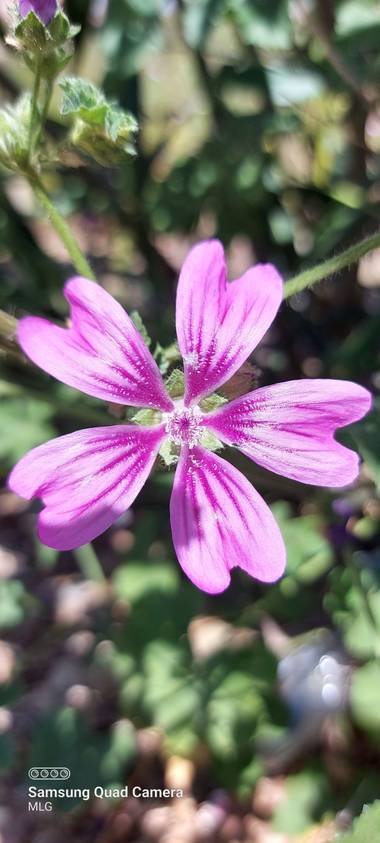 Apasnau75 en Hamelin: Flora  (Málaga), Malva sylvestris, Colores que enamoran...