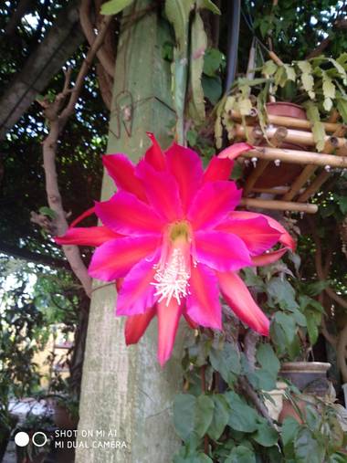 mgpereira.botta en Hamelin: Flora, Disocactus ackermannii