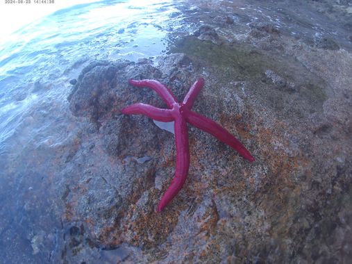 Solerantonio2 en Hamelin: Fauna  (Níjar), Estrella de mar