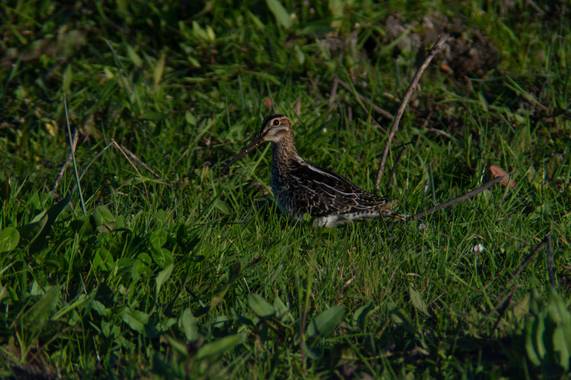 Doro en Hamelin: Fauna  (Maldonado), Gallinago paraguaiae (Vieillot, 1816), Becasina