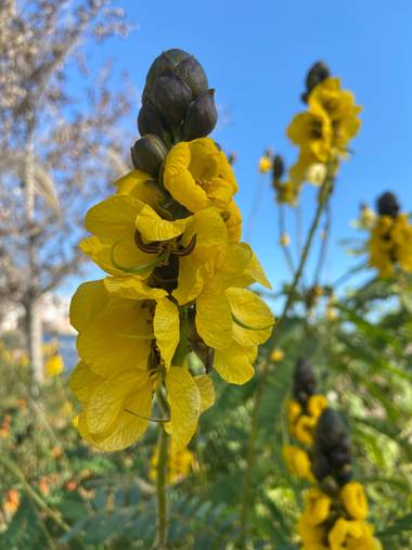 Marta.barizon en Hamelin: Flora  (Alacant), 🌻 A M A R I L L O   L I M O N 🌻