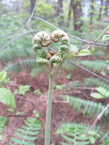 Adiasvigo en Hamelin: Flora  (Vigo), Pteridium aquilinum, La Naturaleza y sus formas perfectas.