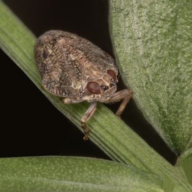 Ignicapillus en Hamelin: Fauna  (Pla de l'Estany), Cixiida sp

Primeros de junio 2023; una salida macrera al entorno del lago de Banyoles (Girona). Aquí es...