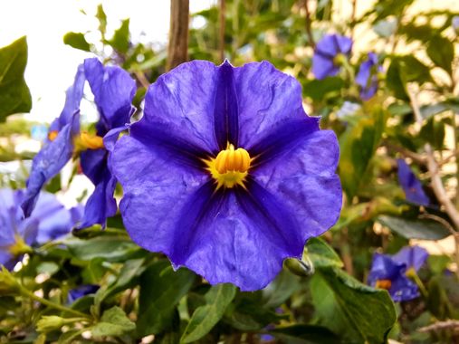 Naomi en Hamelin: Flora  (Barcelona), Lycianthes rantonnetii, #flores 