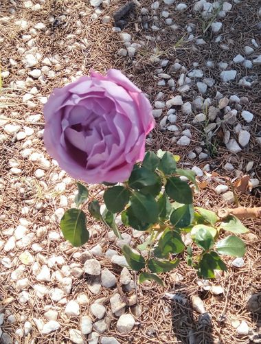 Solerantonio2 en Hamelin: Flora  (Almería), Rosas de jardin