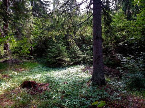 Bellasira en Hamelin: Paisaje  (Sokolac), .