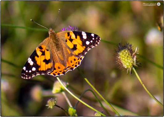 Breogán654 en Hamelin: Fauna  (Benissa), Vanessa cardui (Linnaeus, 1758), Mariposa de los cardos o Bella Dama