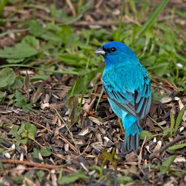 Ignicapillus en Hamelin: Fauna  (Marquette County), Passerina cyanea (Linnaeus, 1766), Azulillo índigo

Esta es una especie de la familia Cardinalidae (49 ...