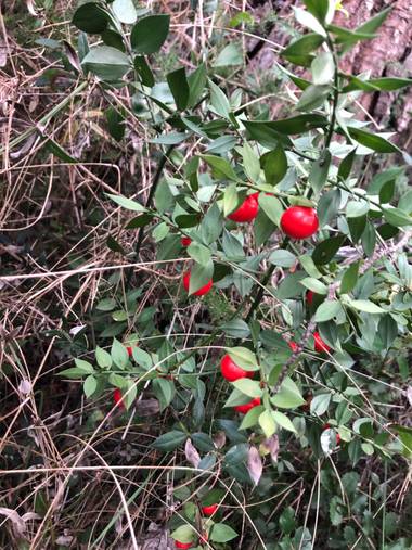 Naturalezadebarrio en Hamelin: Flora  (Aiguamúrcia), Ruscus aculeatus, Frutos salvajes para ayudar en el invierno a las especies #naturalezadebarrio@natura...