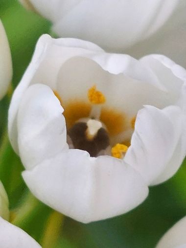 Mpinfante en Hamelin: Flora  (La Coruña), Ornithogalum thyrsoides, Planta bulbosa endémica de la provincia del Cabo en Sudáfrica. Llamada coloquialmente 