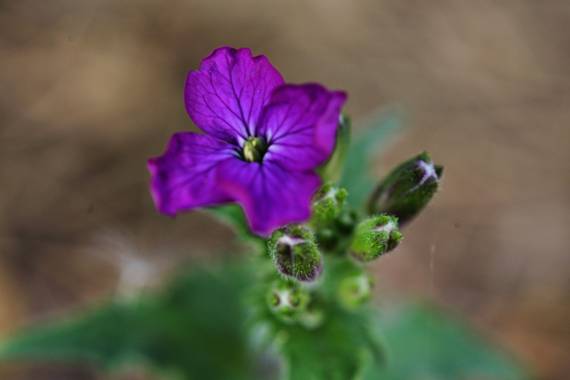 rqsalcedo en Hamelin: Flora  (Madrid), Lunaria annua, #flor 