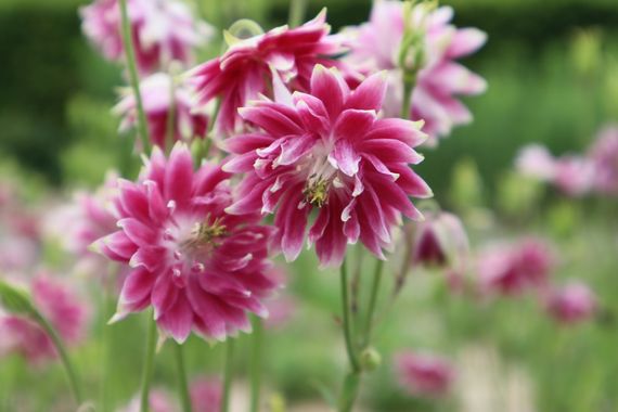 Eva.160968 en Hamelin: Flora, #flora 