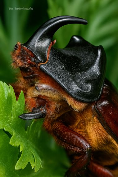 Fco. Javier González en Hamelin: Fauna  (Vigo), #macro #insectos #fauna 