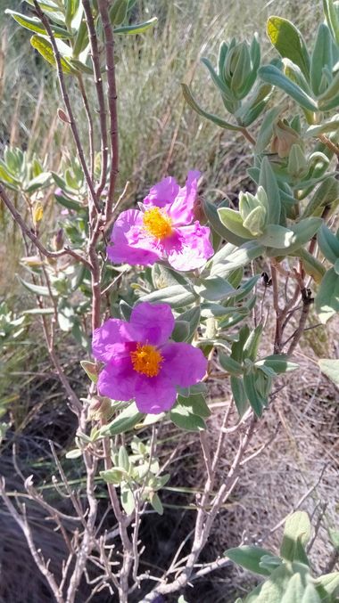 Solerantonio2 en Hamelin: Flora  (Sorbas), Cistus albidus, Planta
