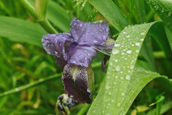 Elisa en Hamelin: Flora  (Madrid), Lirio después de la lluvia.