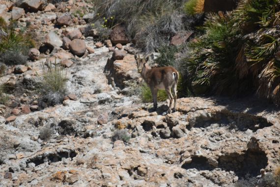 Solerantonio2 en Hamelin: Fauna  (Níjar), Cabra montesa
