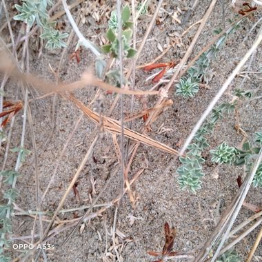 Solerantonio2 en Hamelin: Fauna  (Níjar), Saltamontes
