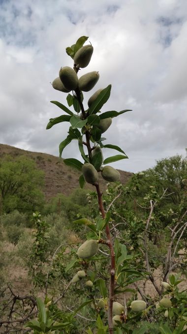 Solerantonio2 en Hamelin: Flora  (Turrillas), Prunus dulcis, Almendro