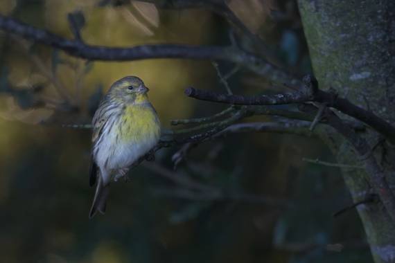 Felicia.sabater en Hamelin: Fauna  (Castellterçol), Serinus serinus (Linnaeus, 1766), #ocells_de_catalunya 
