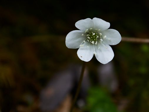 Gracia.noelia en Hamelin: Flora  (La Vall de Boí), #flora #florblanca #montaña 