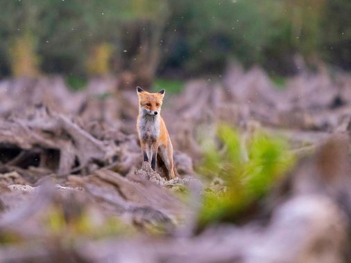 By_0na  en Hamelin: Fauna  (Cerna v Posumavi), Vulpes vulpes (Linnaeus, 1758), 🦊🦊🦊
▪︎
#hamelin #fox #guineu #zorrosalvaje #fauna #mamiferos #wildlife #w...