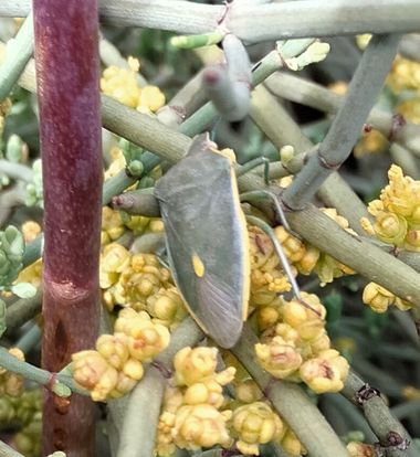 Solerantonio2 en Hamelin: Fauna  (Avenida del Mediterráneo), Chinche de la agricultura