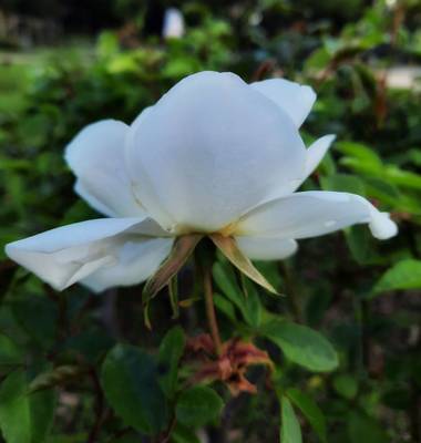 Naomi en Hamelin: Flora  (Barcelona), #rosablanca 