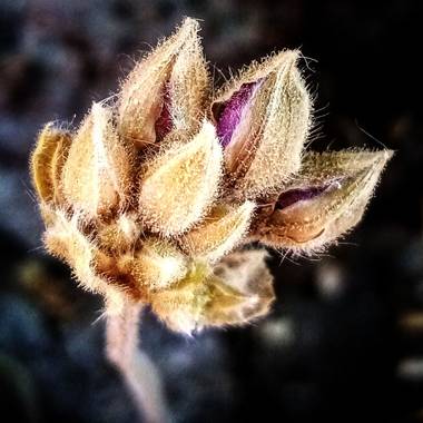 Navarroarevalomariateresa en Hamelin: Flora  (Viesca), Botón de geranio que no alcanzo a florecer por las bajas temperaturas.
#Invierno20