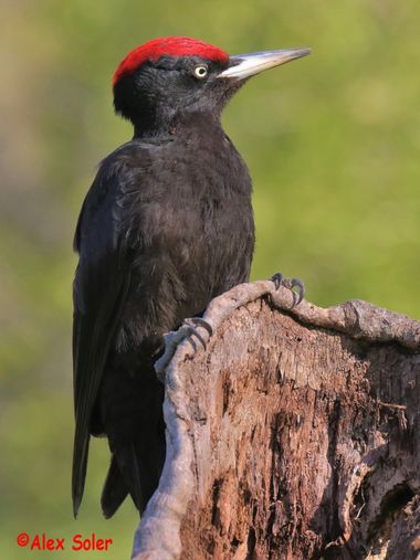 alsoes1 en Hamelin: Fauna, Dryocopus martius (Linnaeus, 1758), #aves #birding #bestbirdsshots #bestnatureshot #best_birds_planet #bird_best_world
#avesdee...