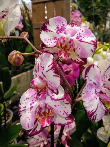 Galottaflorencia en Hamelin: Flora, Phalaenopsis spp., #orquídea #phalaenopsis 