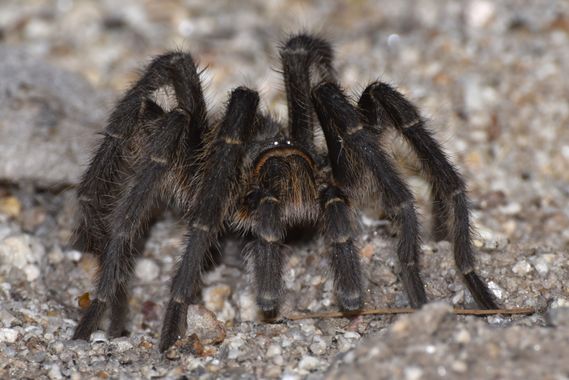 Erickb95 en Hamelin: Fauna  (Anillaco), #grammostola #tarantula #aracnido 