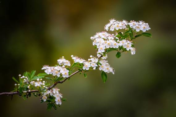 Franciscojlopez63 en Hamelin: Flora  (Gerena), desconozco el nombre, fue tomada en el primer trimestre del año #flor #flores #flower #hamelin 