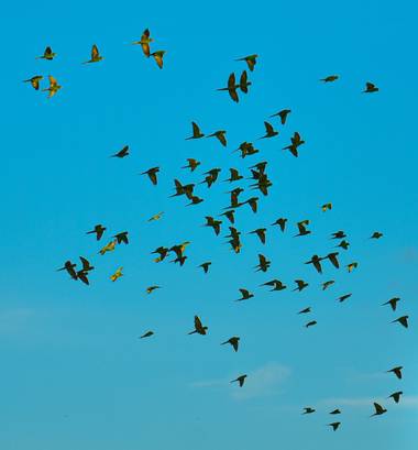 José Viana en Hamelin: Fauna  (Caracas), #aves21 