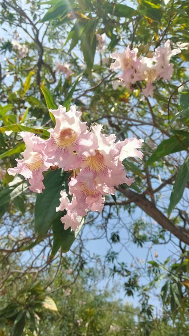 Solerantonio2 en Hamelin: Flora  (Almeria), × Chitalpa tashkentensis, Planta