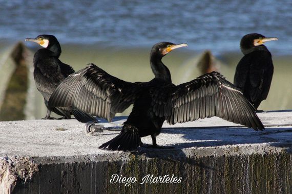 Diego en Hamelin: Fauna  (Zaragoza), Phalacrocorax carbo (Linnaeus, 1758), #phalacrocoraxcarbo #cormorangrande #aves #zaragoza #canon 