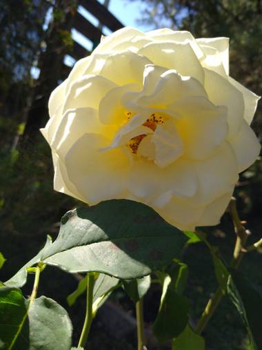 javigiordan24 en Hamelin: Flora, Rosa chinensis, #flora21 