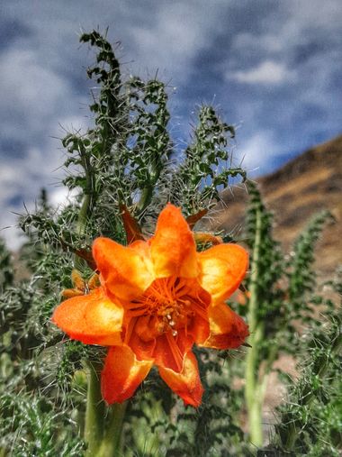 enpuntosuspensivos en Hamelin: Flora  (Nuestra Señora de La Paz), Caiophora chuquitensis, #florespinosa