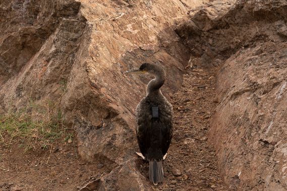 Romareyesg en Hamelin: Fauna  (Montgat), Gulosus aristotelis (Linnaeus, 1761), Aus
