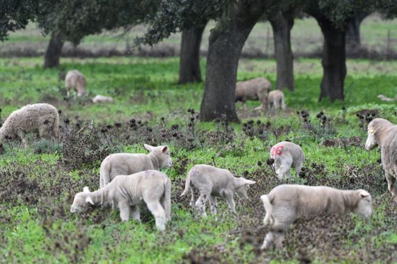 Info en Hamelin: Fauna, Corderos en el campo de Brozas