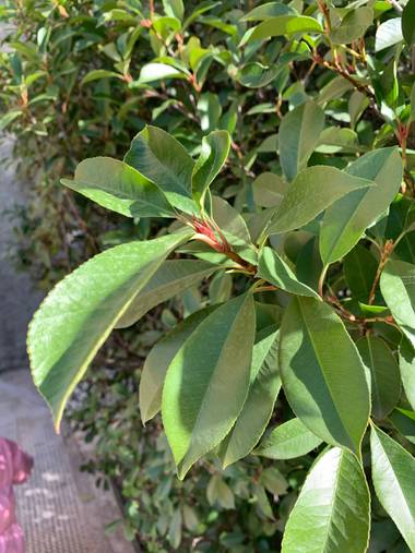 Dvdsanchezcruz en Hamelin: Flora  (Rivas-Vaciamadrid), Photinia serratifolia
