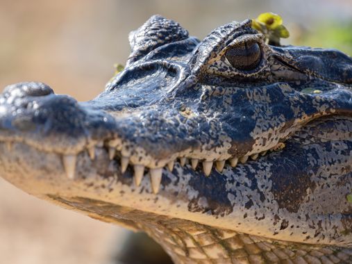César Gil en Hamelin: Fauna  (Poconé), Caiman yacare (Daudin, 1801), Retrato de jacaré 🐊
