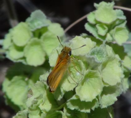 Solerantonio2 en Hamelin: Fauna  (Almería), Insecto