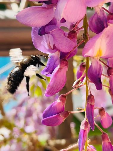 su en Hamelin: Flora  (Calle Guadalquivir), #fauna #flora #insectos 