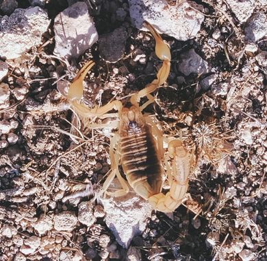 Solerantonio2 en Hamelin: Fauna  (Níjar), Escorpión amarillo