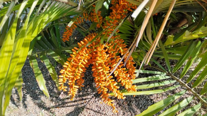 Solerantonio2 en Hamelin: Flora  (Almería), Fruto de la palmera