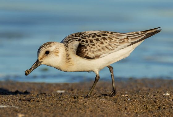Juanfra.1791 en Hamelin: Fauna  (Almería), Calidris alba (Pallas, 1764), H