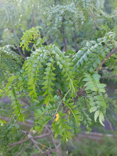 Mpinfante en Hamelin: Flora, #Acacia negra
#Especie alóctona invasora
#Origen: Estados Unidos 