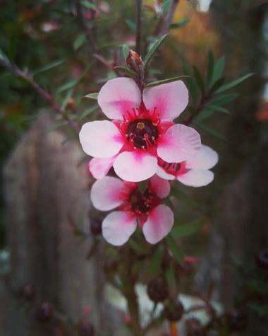 𝓨𝓲𝓵𝓵 𝓡𝓪𝓲𝓷 en Hamelin: Flora, Leptospermum scoparium, #rosado #fucsia 